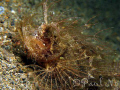   Ambon scorpionfish Balai Resort House Reef Anilao Batangas Philippines. Canon G9 Inon Z240 Feb 2008 Philippines w/  